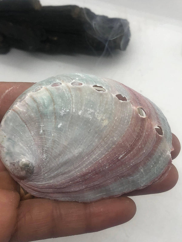 Small Natural Red Abalone Sea Shell 3-4 Inch polished one side - Infinite Treasures, LLC